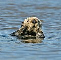 Picture Title - Sea Otter