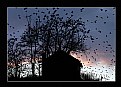 Picture Title - Crows