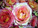 Picture Title - old roses