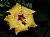 "Yellow Hibiscus 2"