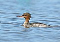 Picture Title - Female Red Breasted Merganser