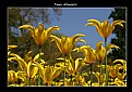 Picture Title - Golden Tulips