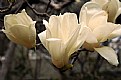 Picture Title - White magnolia