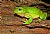 Green Tree Frog