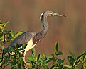 Picture Title - Sunrise in the Everglades