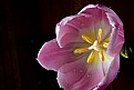 Picture Title - Pink Tulip