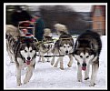 Picture Title - sled dog II