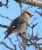 Bohemian Waxwing