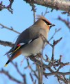 Picture Title - Bohemian Waxwing