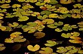 Picture Title - Lilly pads