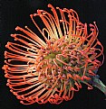 Picture Title - Pincushion Protea #4