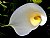 callalily glow