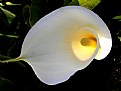 Picture Title - callalily glow