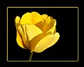 Picture Title - Lemon Tulip