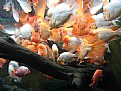 Picture Title - Fishes
