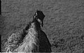 Picture Title - emu