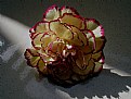 Picture Title - Flower under light 