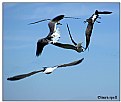 Picture Title - Aerial acrobats