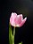 Pink Tulip2