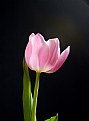 Picture Title - Pink Tulip2