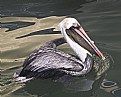 Picture Title - Brown Pelican 