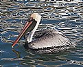 Picture Title - Pelican