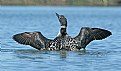 Picture Title - Common Loon