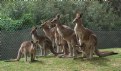 Picture Title - Kangaroos  in order