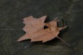 Picture Title - Aged Oak