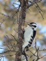 Picture Title - Downy Woodpecker
