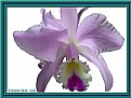 Picture Title - "Orquidea"