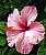 Rose Hibiscus