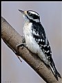 Picture Title - Hairy Woodpecker