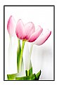 Picture Title - Tulip 3