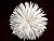 a chrysanthemum
