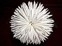 Picture Title - a chrysanthemum