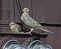 Picture Title - Electric Mourning Doves