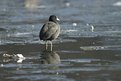 Picture Title - American Coot