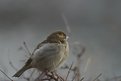 Picture Title - Sparrow is cold chillin'