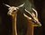 Gerenuk Grace