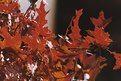 Picture Title - maple leaf