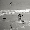 Picture Title - Seagulls