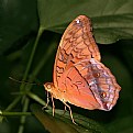 Picture Title - Male Cruiser Butterfly.