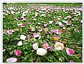 Picture Title - Bellis Perennis