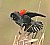 Red-winged Blackbird