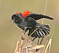 Picture Title - Red-winged Blackbird