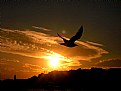 Picture Title - SEAGUL ISTANBUL