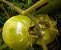 Picture Title - Green Tomatos