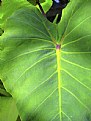 Picture Title - Wiamea Elephant Ear