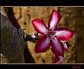 Picture Title - Impala Lily